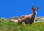 49 Stambecco passa sopra di noi
